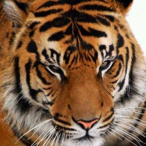 Meet your Posher, Ruth